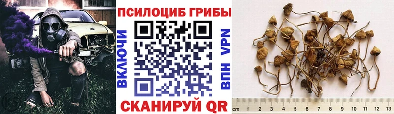 даркнет сайт  Кузнецк  Галлюциногенные грибы Psilocybine cubensis 